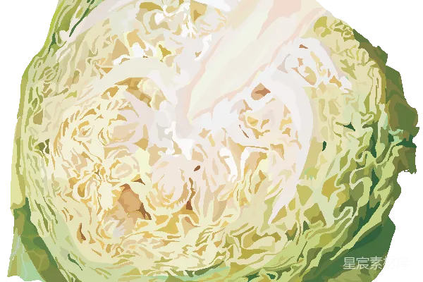 元素素材 白菜