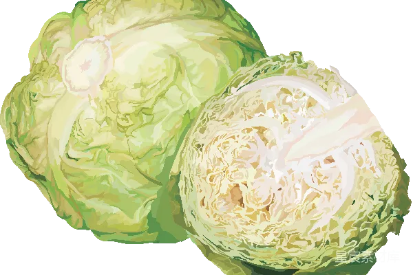 元素素材 白菜