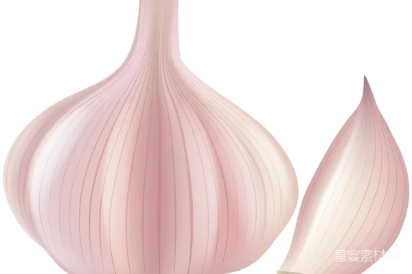 元素素材 大蒜