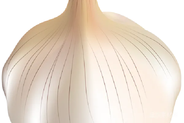 元素素材 大蒜
