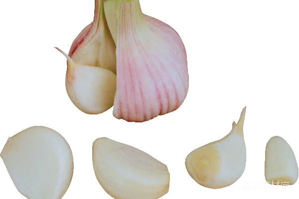 元素素材 蒜头