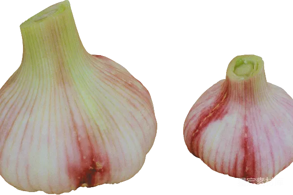 元素素材 大蒜