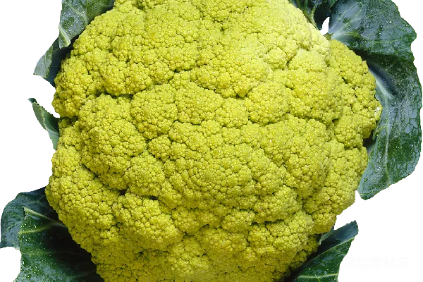 元素素材 cauliflower