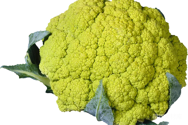 元素素材 绿色的花椰菜特写