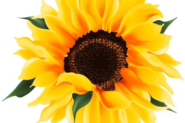 元素素材 向日葵