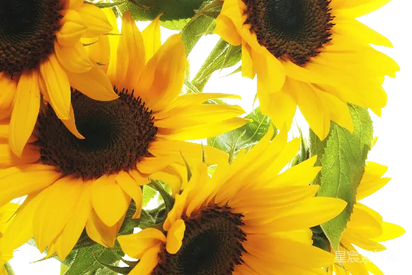 元素素材 向日葵