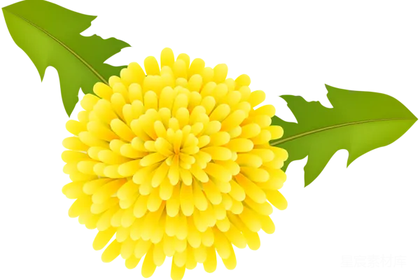 元素素材 蒲公英