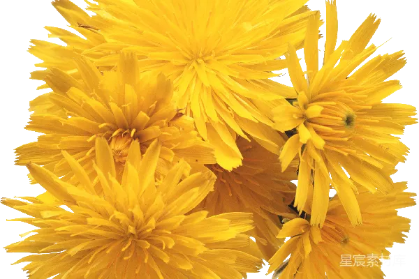 元素素材 蒲公英