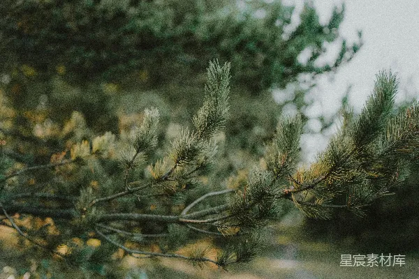 高清摄影 一棵松树枝的特写镜头