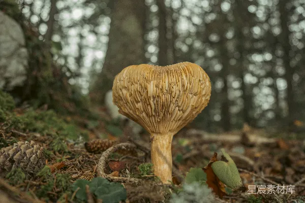 高清摄影 森林中的蘑菇