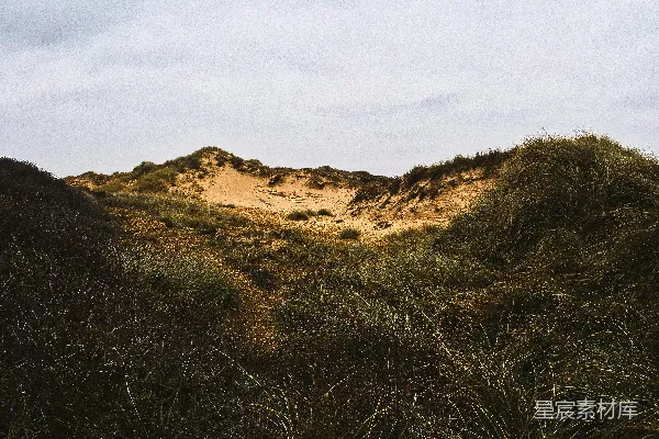 高清摄影 背景中有沙丘的草地区别。
