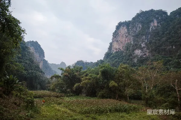 高清摄影 一片繁茂的绿林，布满了众多树木。