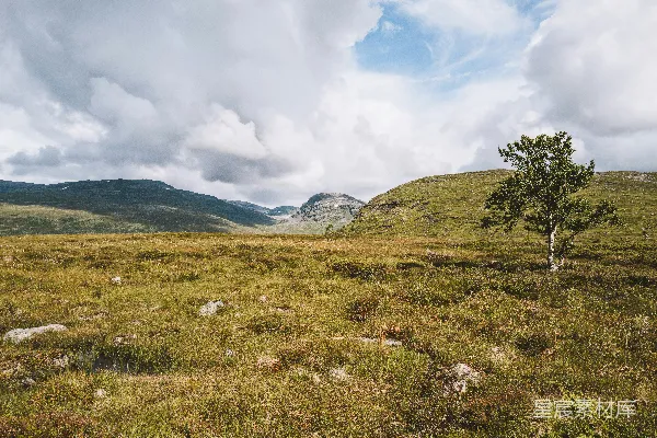 高清摄影 草地中一棵孤独的树，背景是山峦。