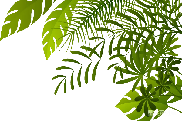元素素材 热带植物剪影