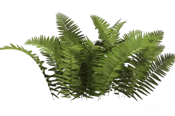 元素素材 蕨类植物模型