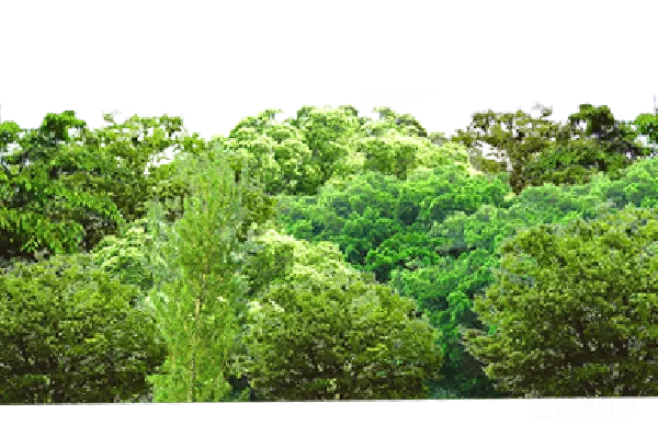 元素素材 森林