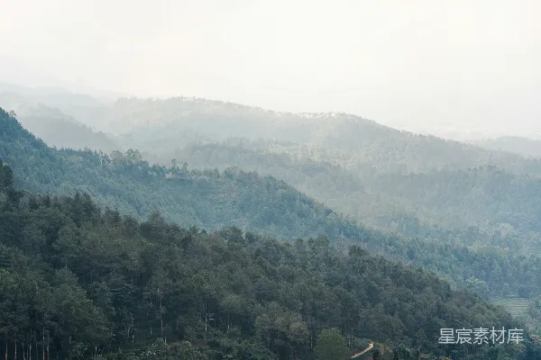 高清摄影 一群牛在茂盛的绿草山坡上吃草