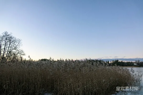 高清摄影 路边有一片高高的草丛靠近水面。