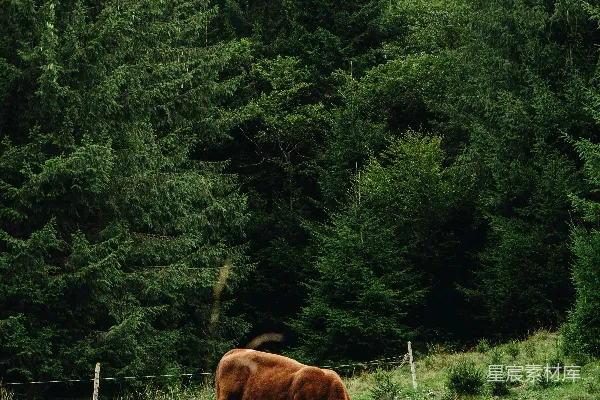 高清摄影 棕色奶牛在一片绿色草地上 grazing，在森林的背景中。