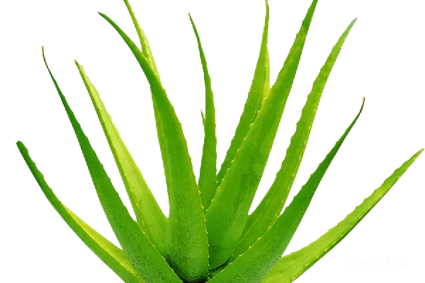元素素材 芦荟