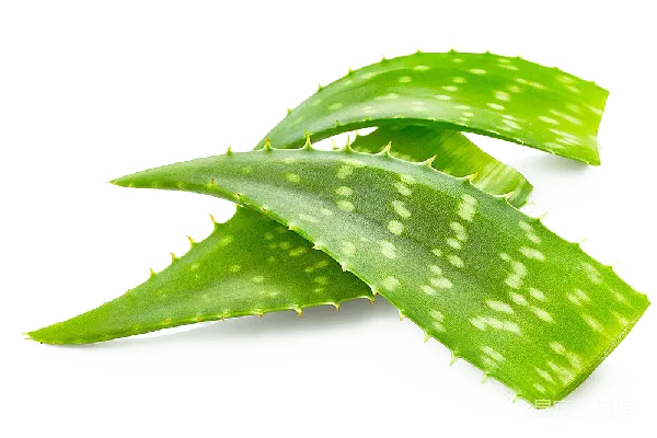 元素素材 芦荟