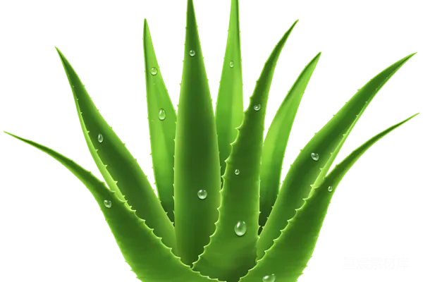 元素素材 芦荟植物插图