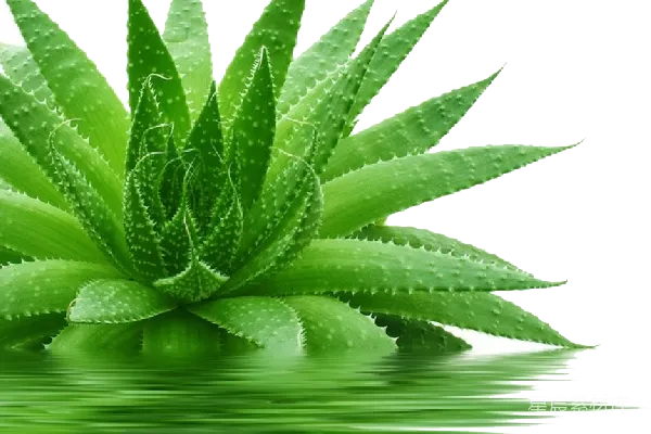 元素素材 芦荟