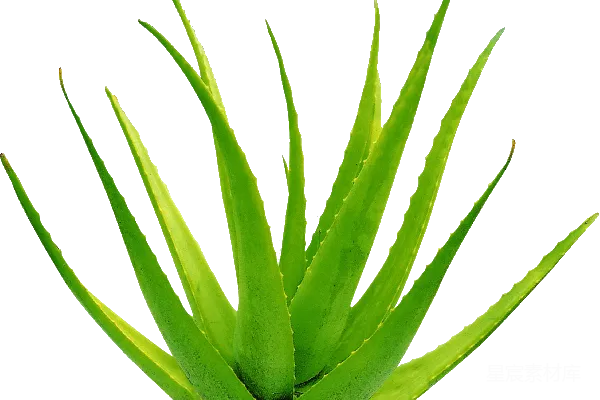 元素素材 芦荟