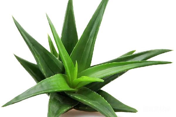 元素素材 芦荟