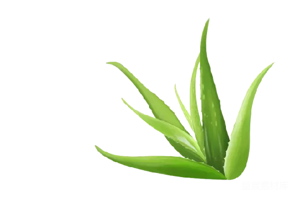 元素素材 芦荟清新背景