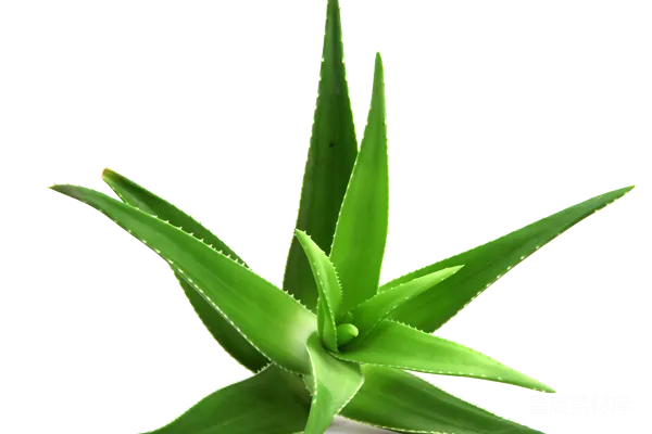 元素素材 芦荟