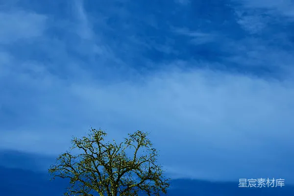 高清摄影 白天无叶的树在绿色草地上的田野中，白云蓝天之间