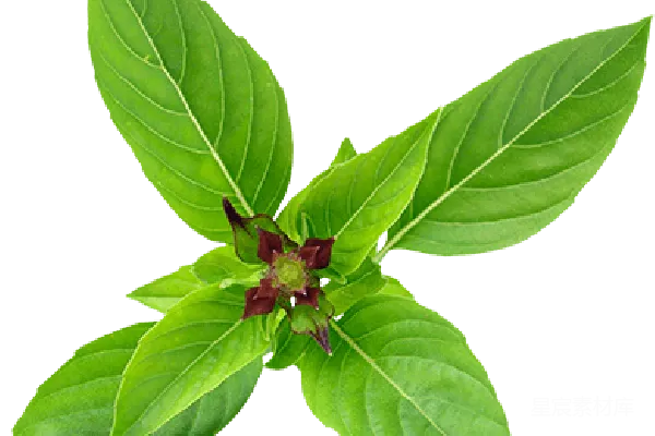 元素素材 薄荷