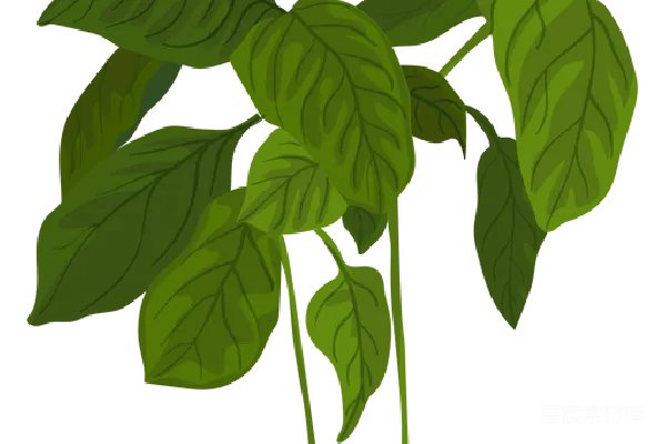 元素素材 绿色植物插图