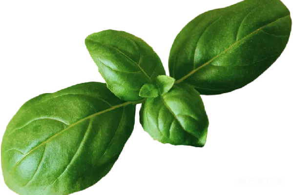 元素素材 Basil