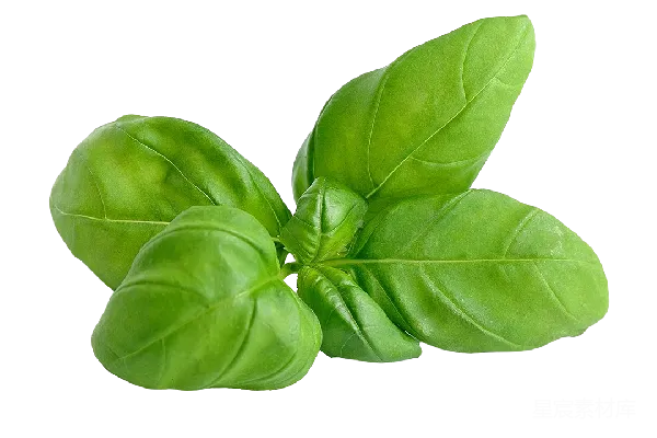 元素素材 basil