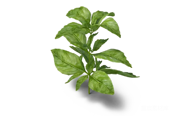元素素材 Basil