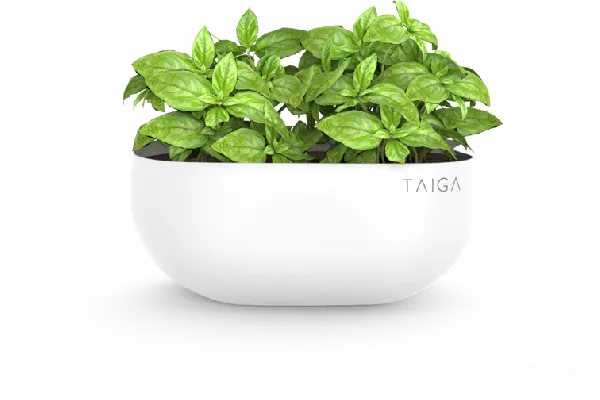 元素素材 薄荷
