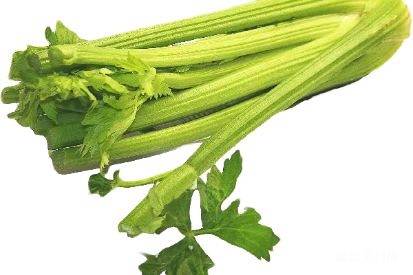 元素素材 新鲜芹菜