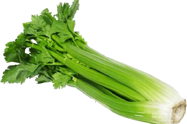 元素素材 Celery