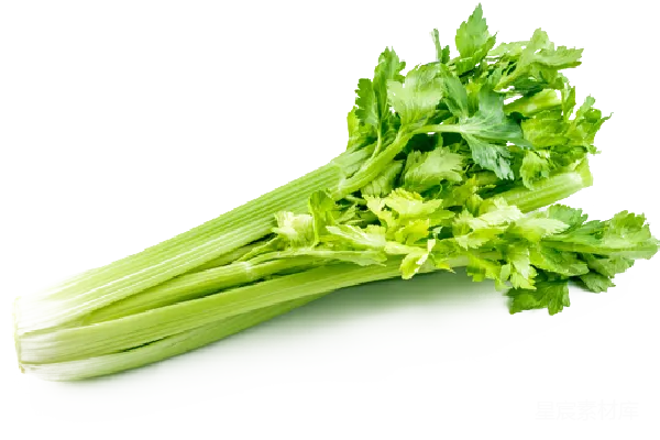 元素素材 Celery