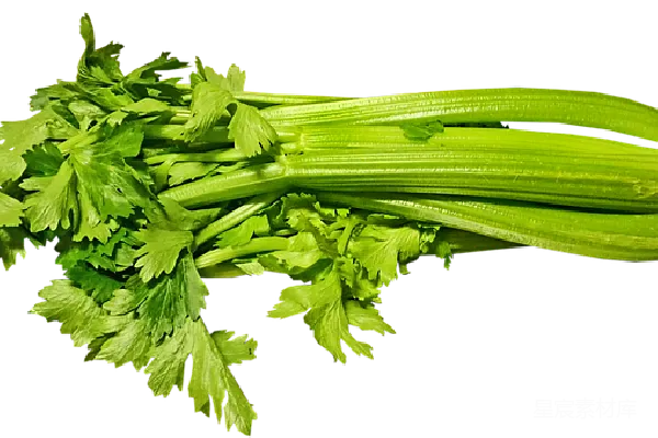 元素素材 新鲜芹菜