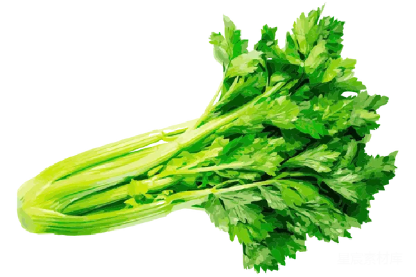 元素素材 Celery