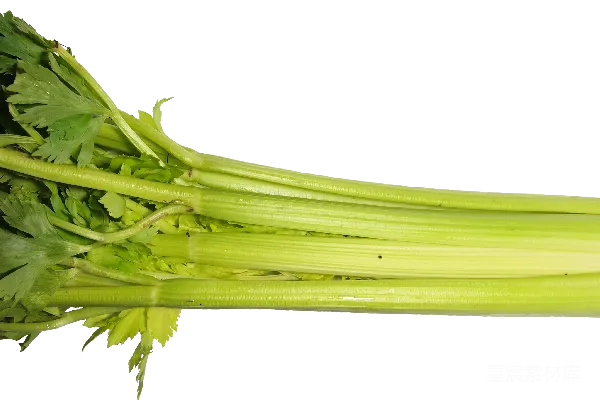 元素素材 Celery