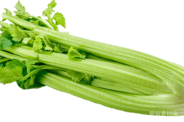 元素素材 Celery