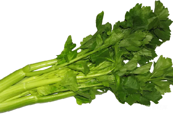元素素材 新鲜芹菜
