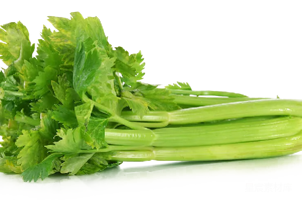 元素素材 Celery