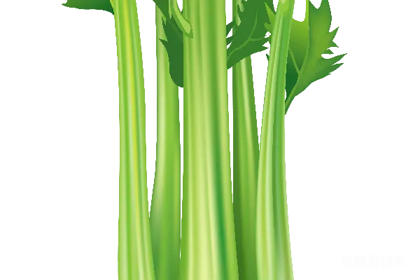 元素素材 Celery