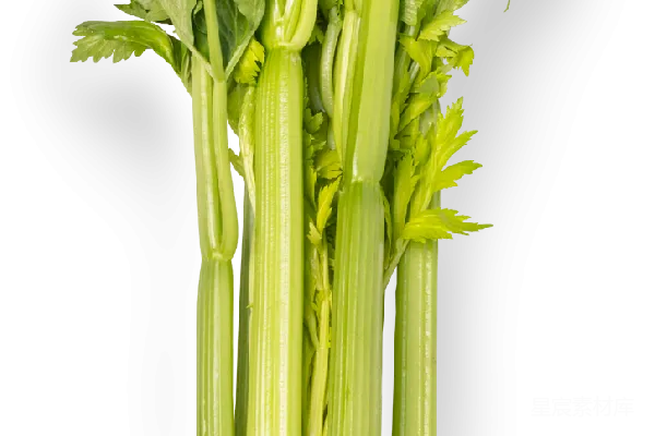 元素素材 Celery