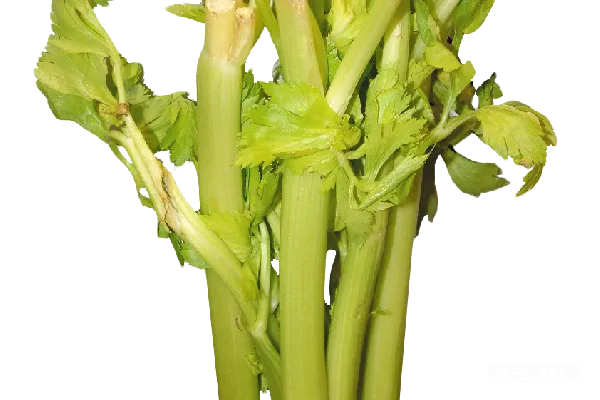 元素素材 Celery